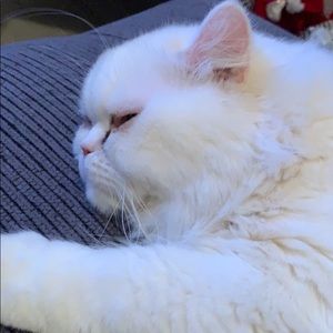 Meet your Posher, Antonio